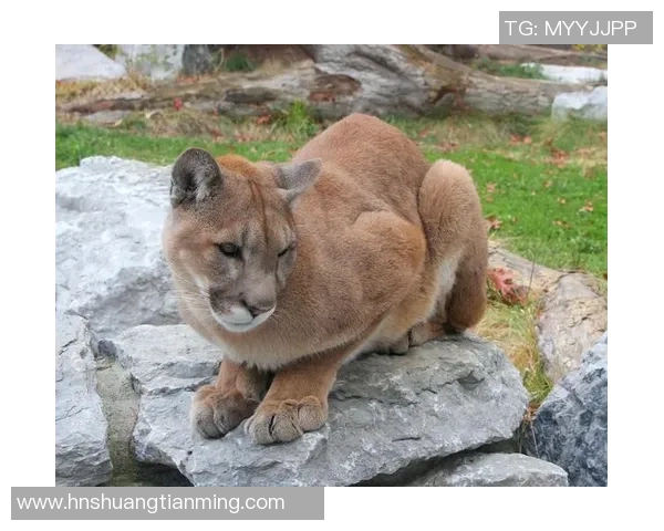 山狮与美洲豹的力量较量谁才是丛林之王的真正代表